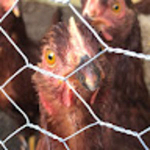 Meet your Posher, Hailey